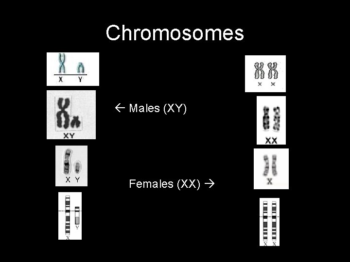 Chromosomes Males (XY) Females (XX) 