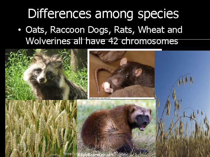 Differences among species • Oats, Raccoon Dogs, Rats, Wheat and Wolverines all have 42
