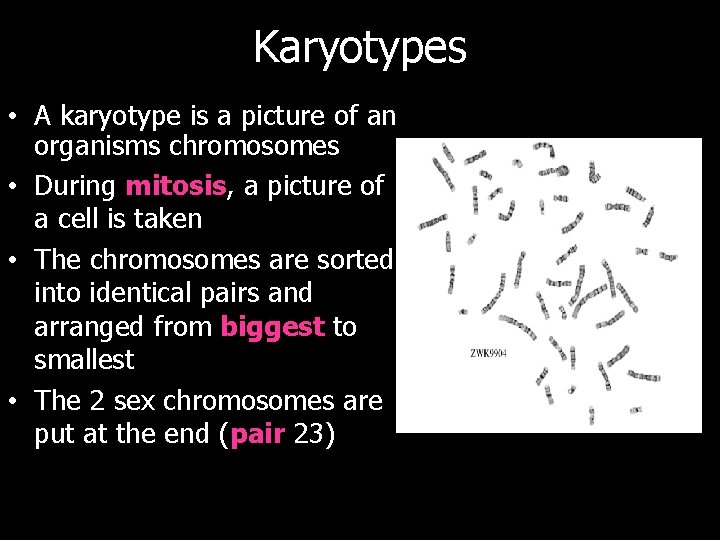 Karyotypes • A karyotype is a picture of an organisms chromosomes • During mitosis,
