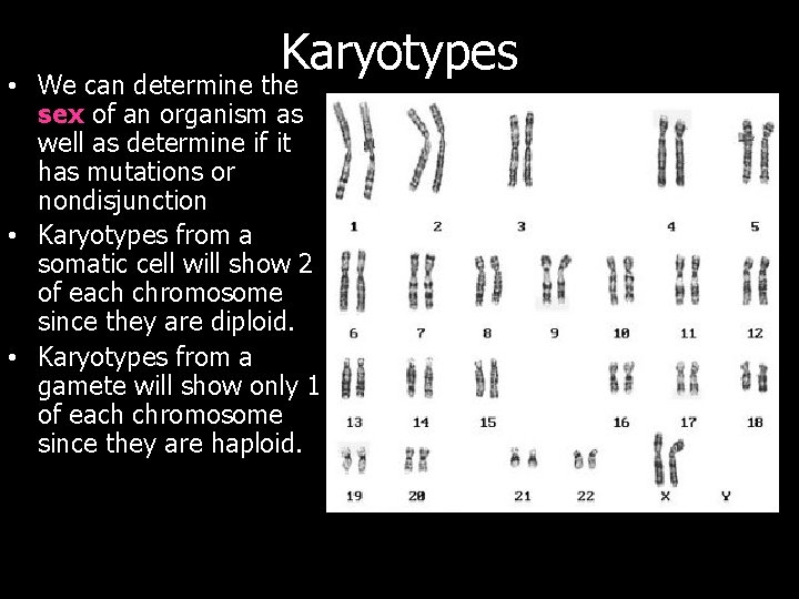 Karyotypes • We can determine the sex of an organism as well as determine