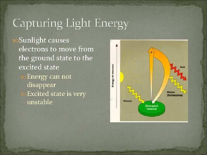 Capturing Light Energy Sunlight causes electrons to move from the ground state to the