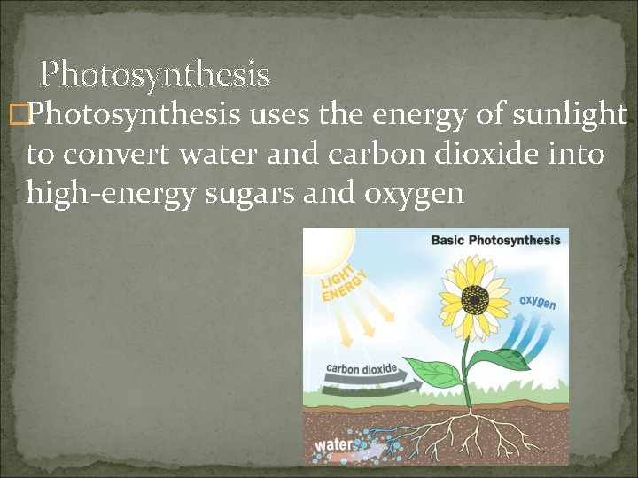 Photosynthesis �Photosynthesis uses the energy of sunlight to convert water and carbon dioxide into