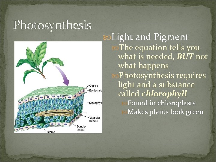 Photosynthesis Light and Pigment The equation tells you what is needed, BUT not what