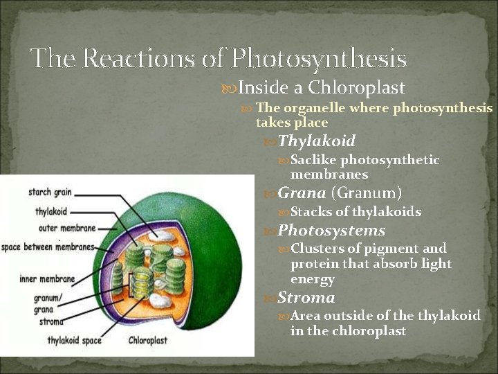 The Reactions of Photosynthesis Inside a Chloroplast The organelle where photosynthesis takes place Thylakoid