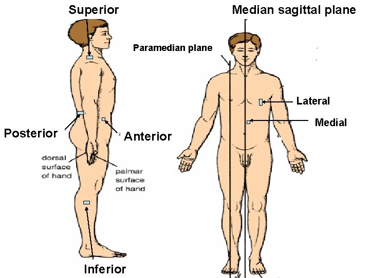 Superior Median sagittal plane Paramedian plane Lateral Posterior Medial Anterior Inferior 
