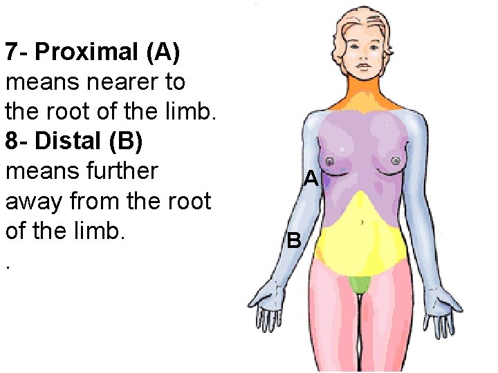 7 - Proximal (A) means nearer to the root of the limb. 8 -