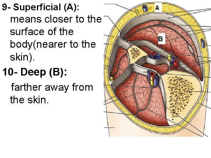 9 - Superficial (A): means closer to the surface of the body(nearer to the