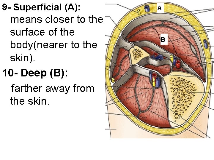 9 - Superficial (A): means closer to the surface of the body(nearer to the