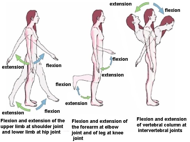 extension flexion extension flexion Flexion and extension of the upper limb at shoulder joint