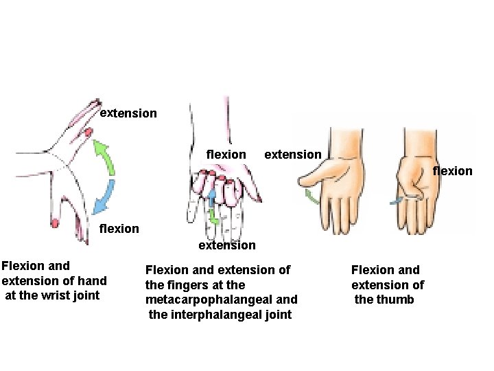 extension flexion extension Flexion and extension of hand at the wrist joint Flexion and