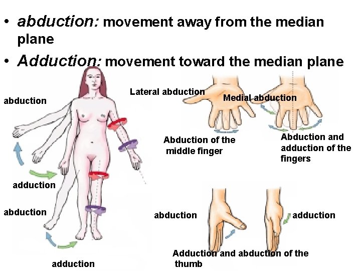  • abduction: movement away from the median plane • Adduction: movement toward the