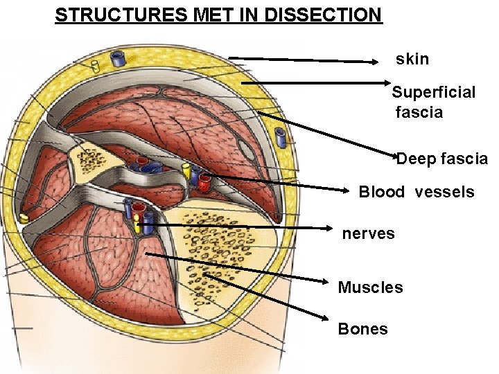 STRUCTURES MET IN DISSECTION skin Superficial fascia Deep fascia Blood vessels nerves Muscles Bones