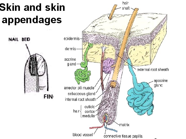 Skin and skin appendages 