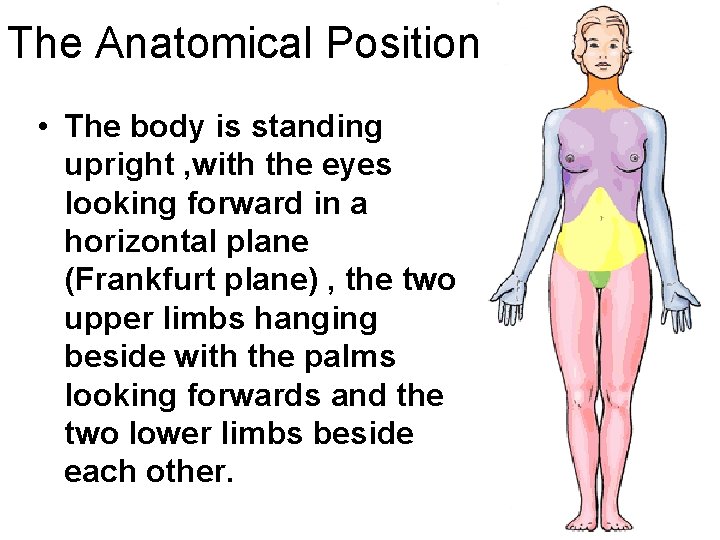 The Anatomical Position • The body is standing upright , with the eyes looking