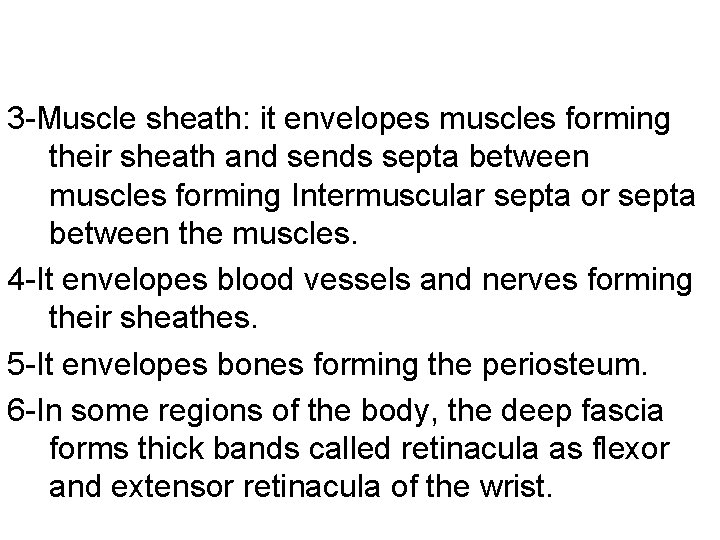 3 -Muscle sheath: it envelopes muscles forming their sheath and sends septa between muscles