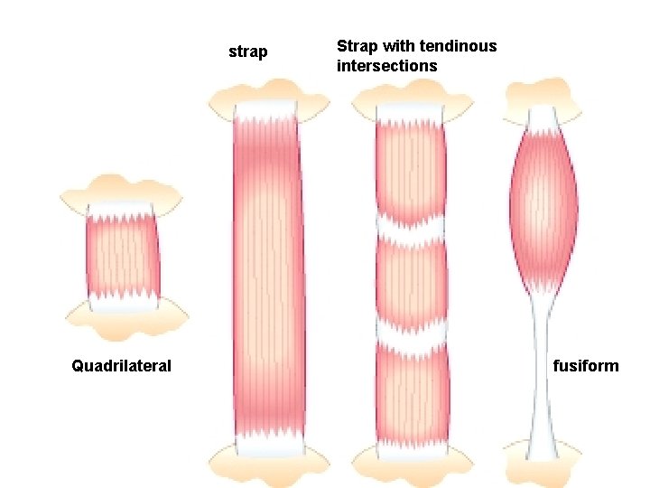 strap Quadrilateral Strap with tendinous intersections fusiform 