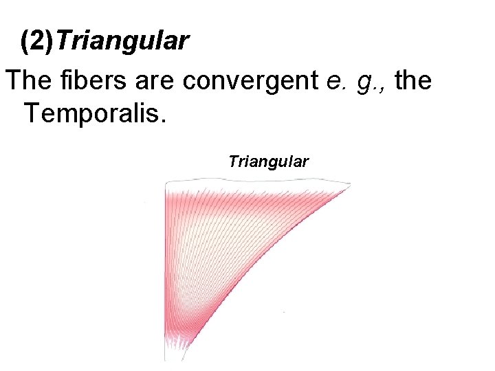 (2)Triangular The fibers are convergent e. g. , the Temporalis. Triangular 