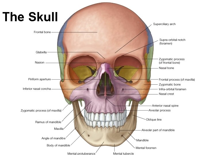 The Skull 