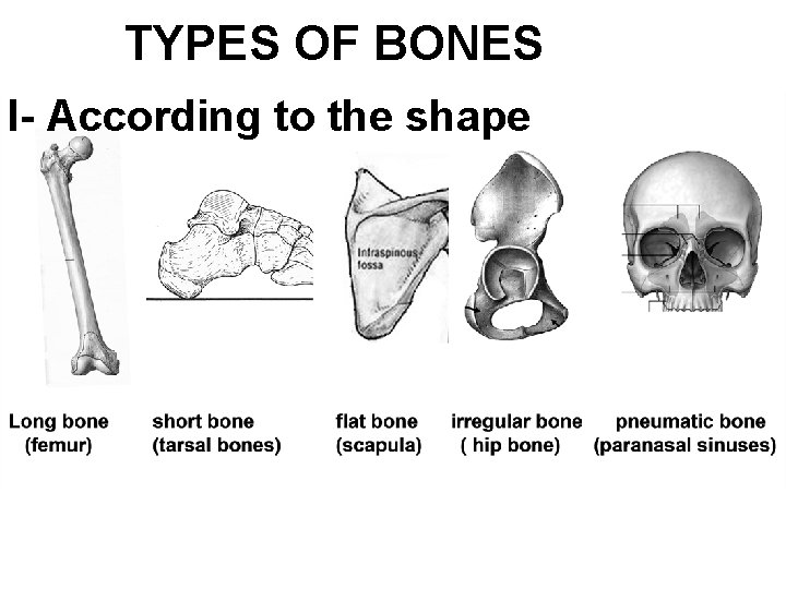 TYPES OF BONES I- According to the shape 