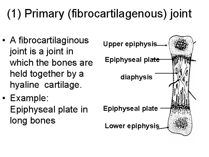 (1) Primary (fibrocartilagenous) joint • A fibrocartilaginous joint is a joint in which the