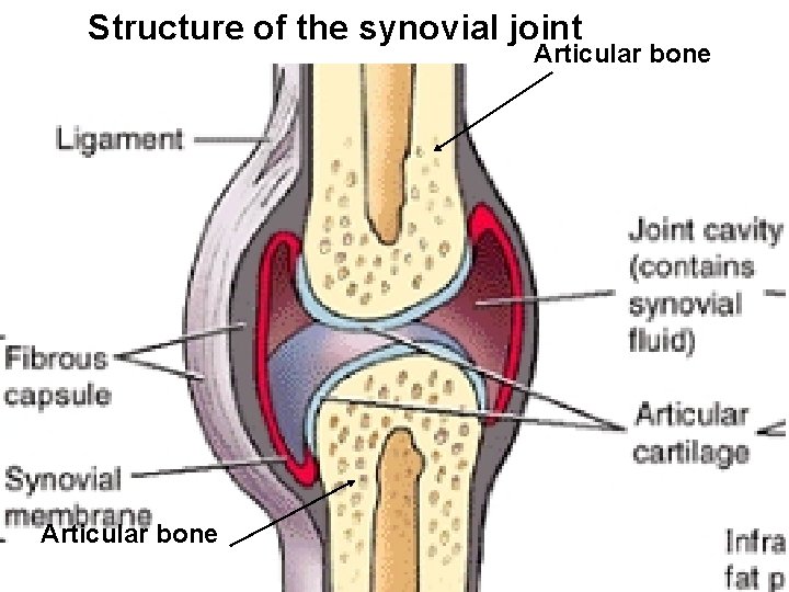 Structure of the synovial joint Articular bone 