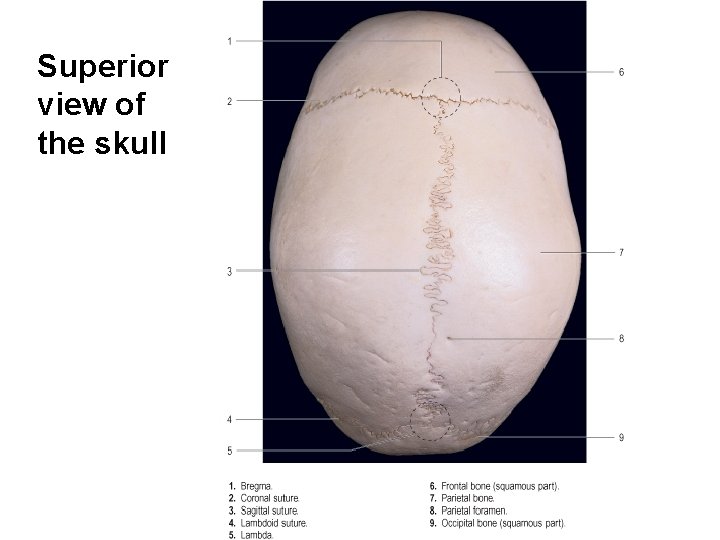 Superior view of the skull 