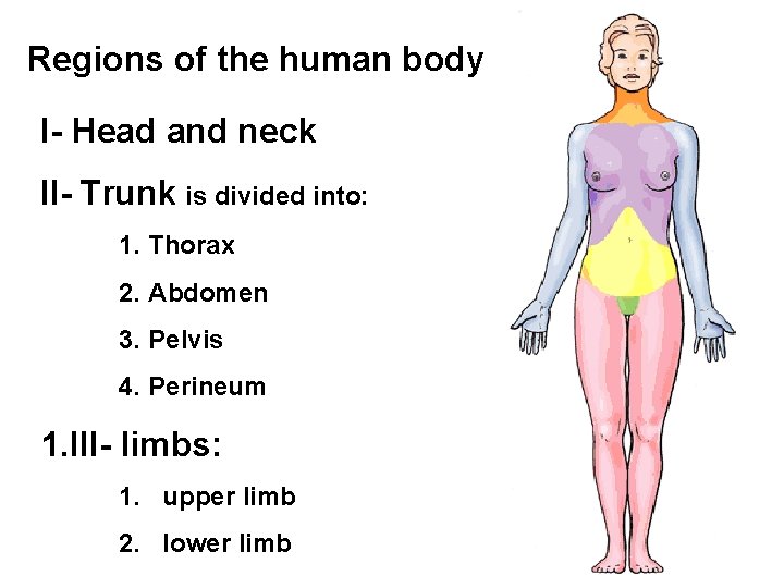 Regions of the human body I- Head and neck II- Trunk is divided into: