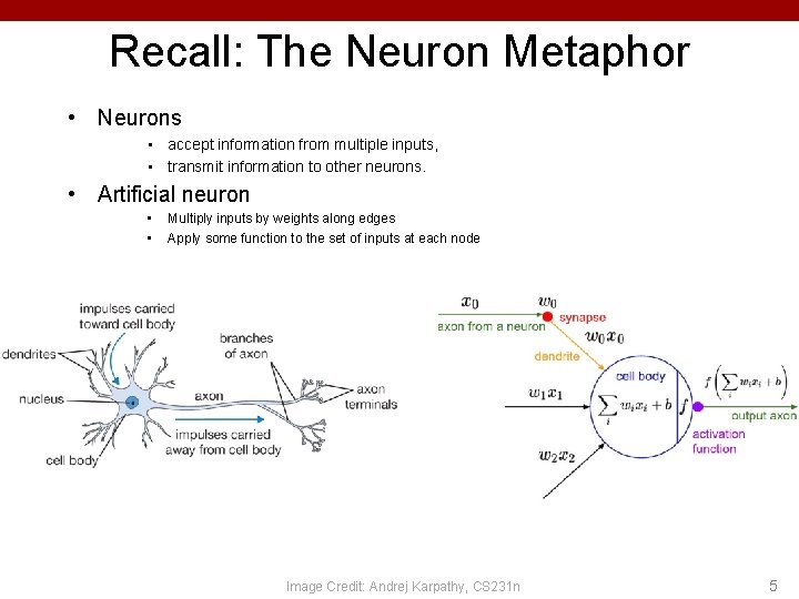 Recall: The Neuron Metaphor • Neurons • accept information from multiple inputs, • transmit