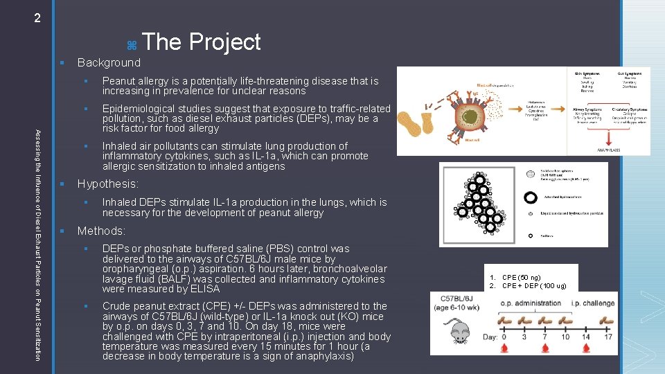 2 z § Assessing the Influence of Diesel Exhaust Particles on Peanut Sensitization §