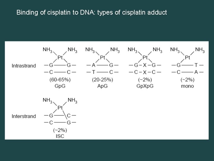 Binding of cisplatin to DNA: types of cisplatin adduct 
