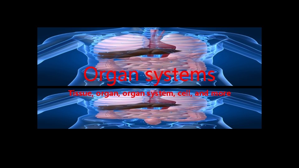 Organ systems Tissue, organ system, cell, and more 