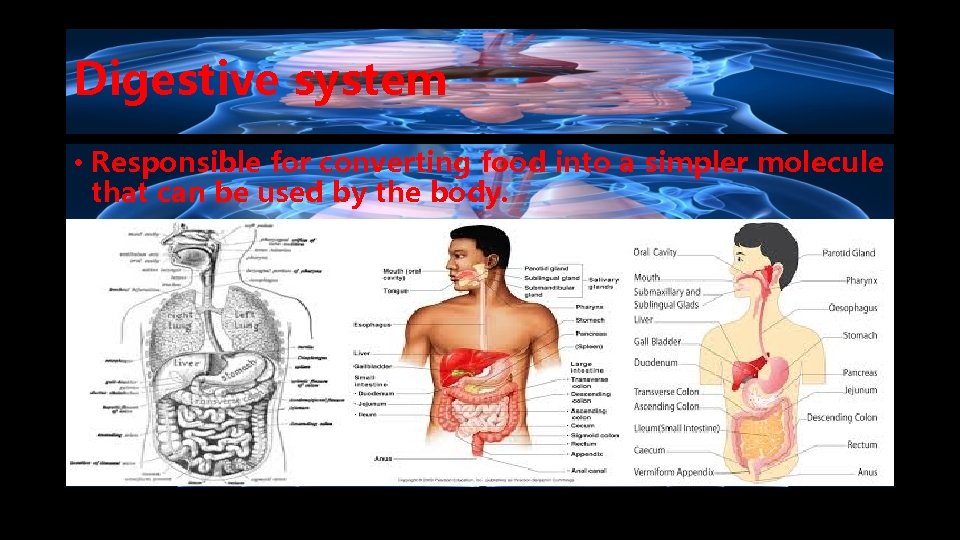 Digestive system • Responsible for converting food into a simpler molecule that can be