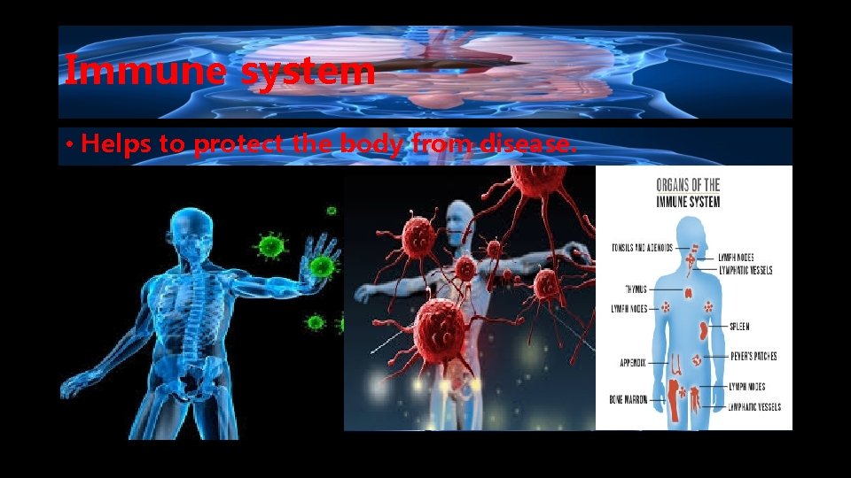 Immune system • Helps to protect the body from disease. 