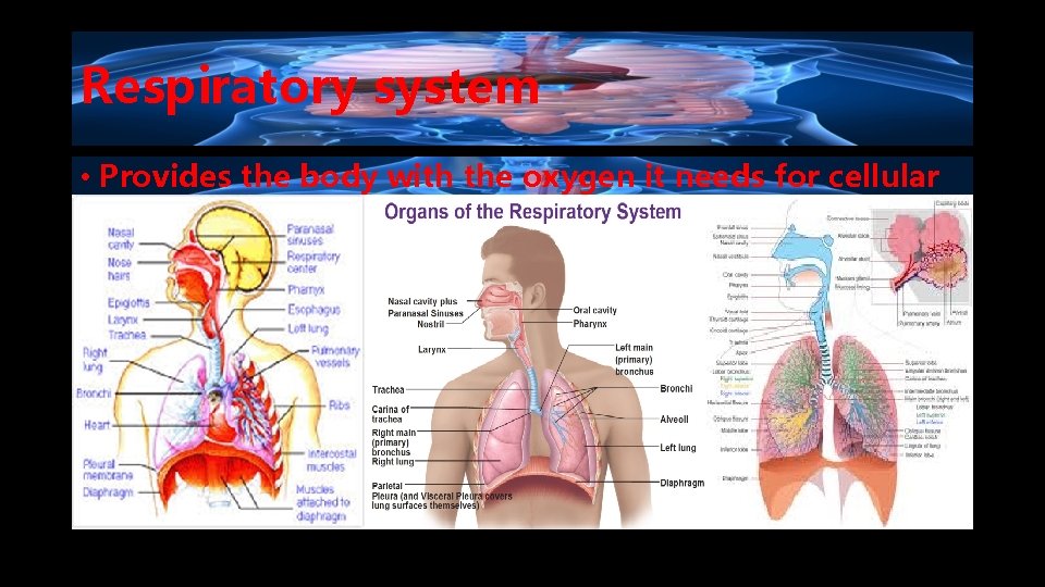 Respiratory system • Provides the body with the oxygen it needs for cellular respiration.