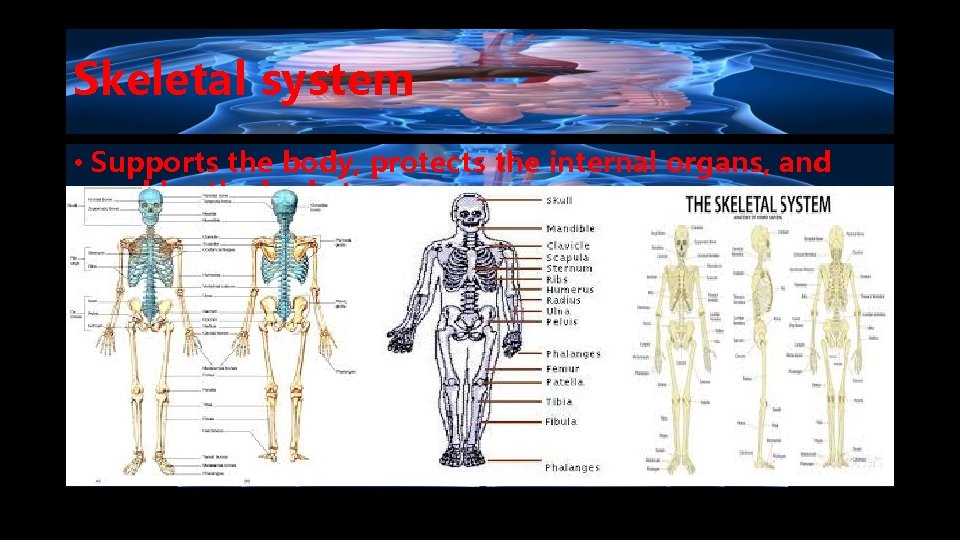 Skeletal system • Supports the body, protects the internal organs, and enables the body