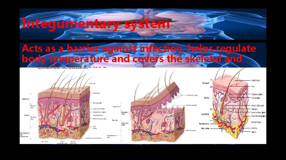 Integumentary system Acts as a barrier against infection, helps regulate body temperature and covers