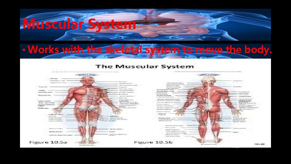 Muscular System • Works with the skeletal system to move the body. 