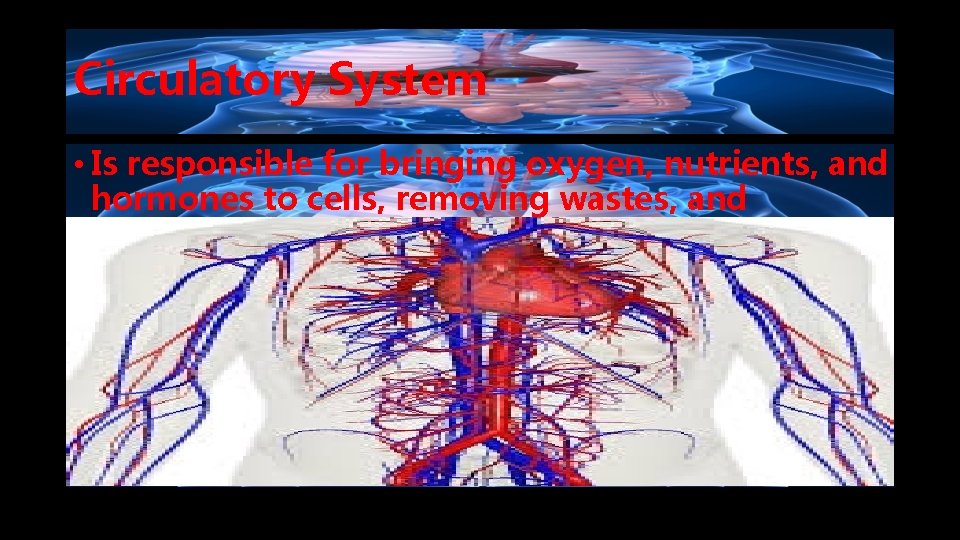 Circulatory System • Is responsible for bringing oxygen, nutrients, and hormones to cells, removing