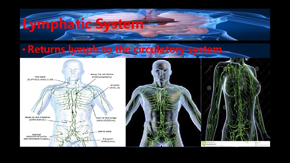 Lymphatic System • Returns lymph to the circulatory system. 