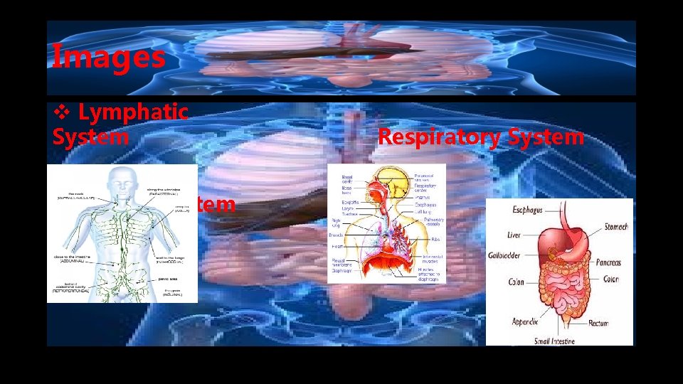 Images v Lymphatic System Digestive System Respiratory System 