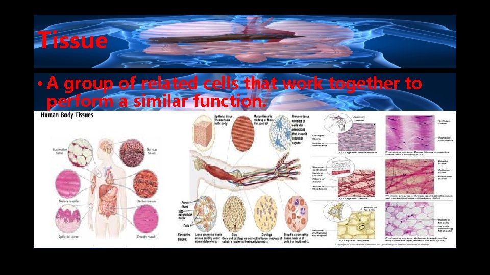 Tissue • A group of related cells that work together to perform a similar