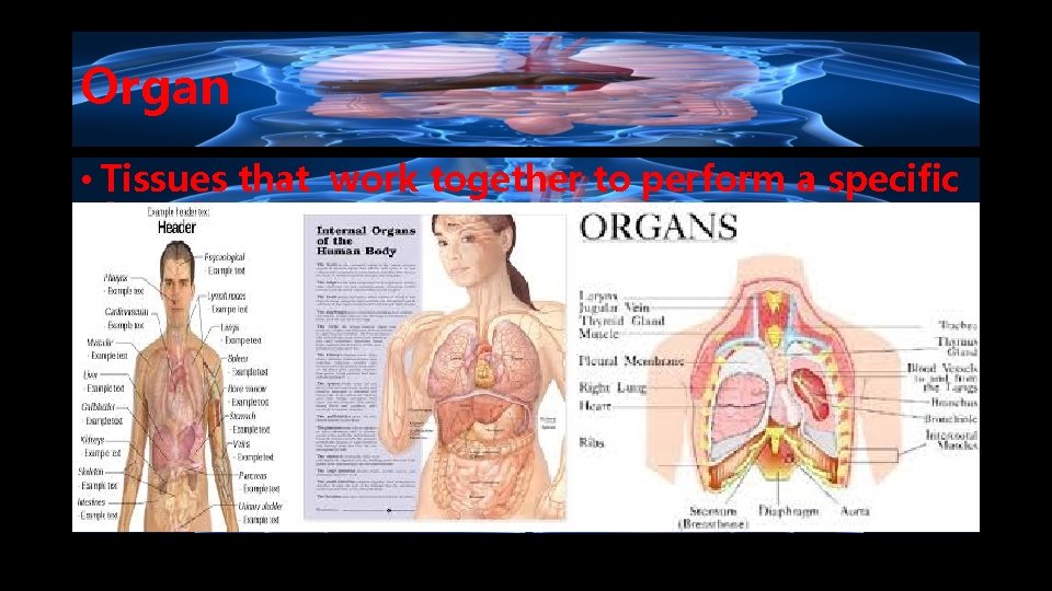 Organ • Tissues that work together to perform a specific function. 