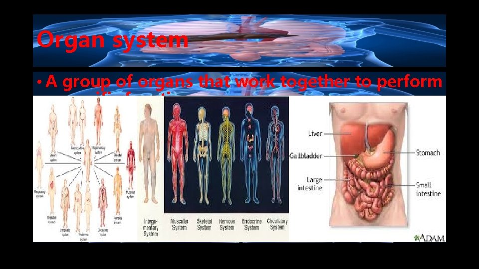 Organ system • A group of organs that work together to perform a specific