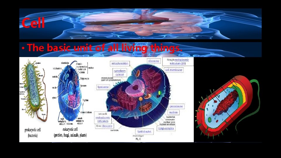 Cell • The basic unit of all living things. 