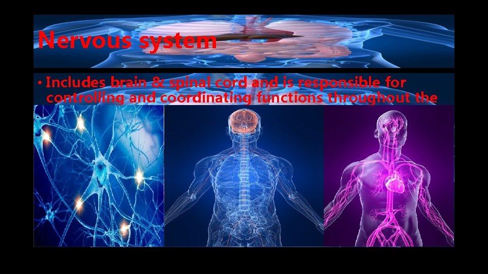 Nervous system • Includes brain & spinal cord and is responsible for controlling and