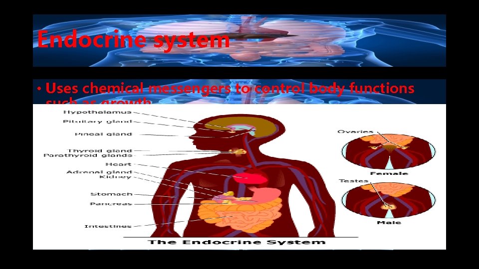 Endocrine system • Uses chemical messengers to control body functions such as growth. 