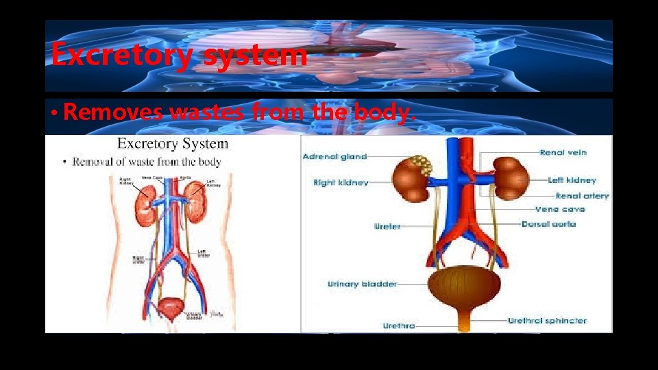 Excretory system • Removes wastes from the body. 