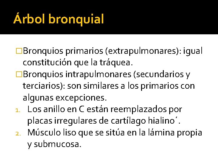 Árbol bronquial �Bronquios primarios (extrapulmonares): igual constitución que la tráquea. �Bronquios intrapulmonares (secundarios y