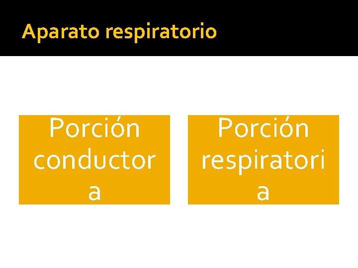 Aparato respiratorio Porción conductor a Porción respiratori a 