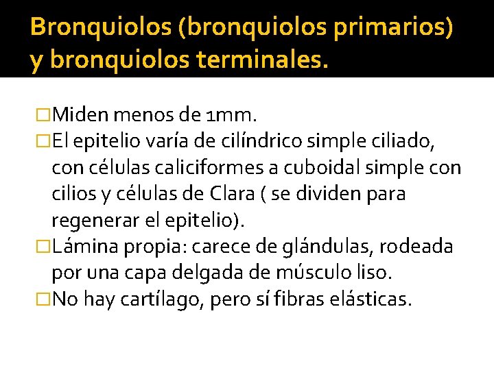 Bronquiolos (bronquiolos primarios) y bronquiolos terminales. �Miden menos de 1 mm. �El epitelio varía